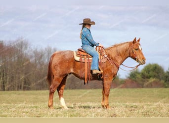 American Quarter Horse, Wallach, 10 Jahre, 150 cm, Roan-Red