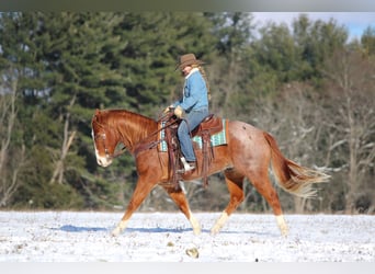 American Quarter Horse, Wallach, 10 Jahre, 150 cm, Roan-Red