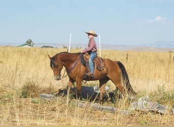 American Quarter Horse, Wallach, 10 Jahre, 150 cm, Rotbrauner