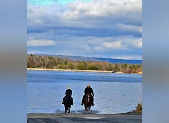 American Quarter Horse, Wallach, 10 Jahre, 150 cm, Rotfuchs