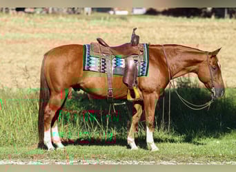 American Quarter Horse, Wallach, 10 Jahre, 150 cm, Rotfuchs