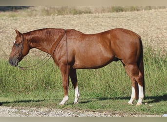 American Quarter Horse, Wallach, 10 Jahre, 150 cm, Rotfuchs