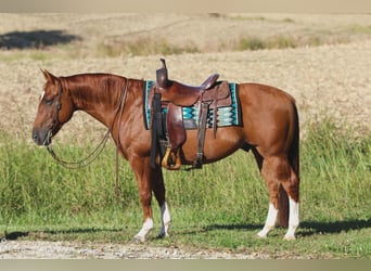 American Quarter Horse, Wallach, 10 Jahre, 150 cm, Rotfuchs