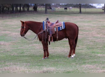 American Quarter Horse, Wallach, 10 Jahre, 150 cm, Rotfuchs