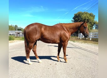 American Quarter Horse, Wallach, 10 Jahre, 150 cm, Rotfuchs