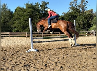 American Quarter Horse, Wallach, 10 Jahre, 150 cm, Rotfuchs