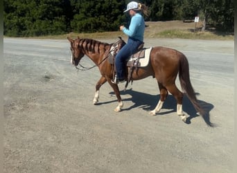 American Quarter Horse, Wallach, 10 Jahre, 150 cm, Rotfuchs