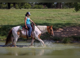 American Quarter Horse, Wallach, 10 Jahre, 150 cm, Tobiano-alle-Farben