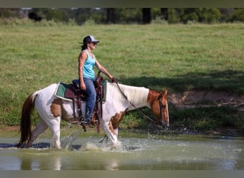 American Quarter Horse, Wallach, 10 Jahre, 150 cm, Tobiano-alle-Farben