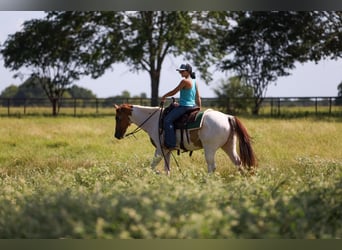 American Quarter Horse, Wallach, 10 Jahre, 150 cm, Tobiano-alle-Farben
