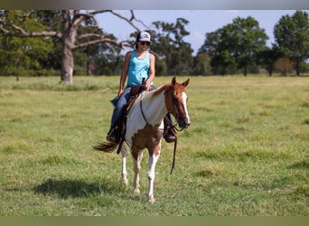 American Quarter Horse, Wallach, 10 Jahre, 150 cm, Tobiano-alle-Farben