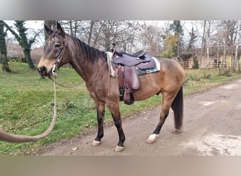 American Quarter Horse, Wallach, 10 Jahre, 151 cm, Buckskin