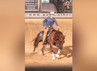 American Quarter Horse, Wallach, 10 Jahre, 151 cm, Dunkelfuchs