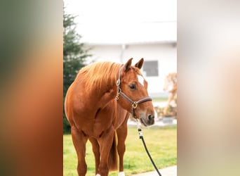 American Quarter Horse, Wallach, 10 Jahre, 151 cm, Rotfuchs