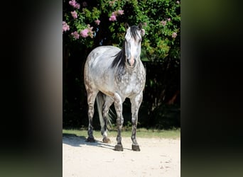 American Quarter Horse, Wallach, 10 Jahre, 152 cm, Apfelschimmel