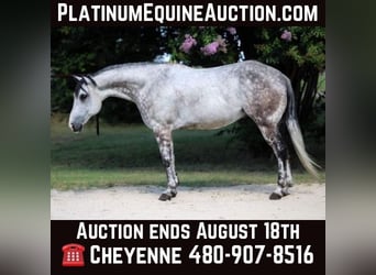 American Quarter Horse, Wallach, 10 Jahre, 152 cm, Apfelschimmel