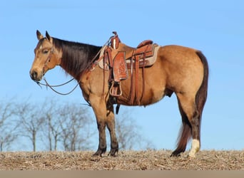 American Quarter Horse, Wallach, 10 Jahre, 152 cm, Buckskin