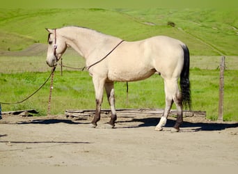 American Quarter Horse, Wallach, 10 Jahre, 152 cm, Buckskin