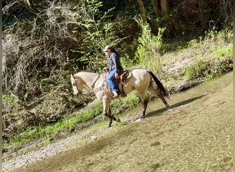 American Quarter Horse, Wallach, 10 Jahre, 152 cm, Buckskin