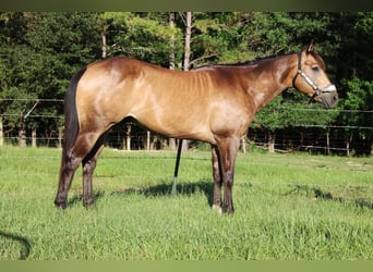 American Quarter Horse, Wallach, 10 Jahre, 152 cm, Buckskin