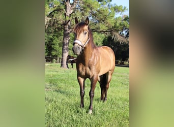 American Quarter Horse, Wallach, 10 Jahre, 152 cm, Buckskin