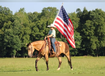 American Quarter Horse, Wallach, 10 Jahre, 152 cm, Buckskin