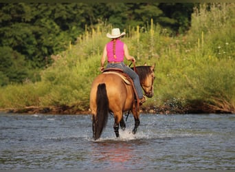 American Quarter Horse, Wallach, 10 Jahre, 152 cm, Buckskin