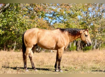 American Quarter Horse, Wallach, 10 Jahre, 152 cm, Buckskin