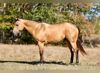 American Quarter Horse, Wallach, 10 Jahre, 152 cm, Buckskin