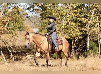 American Quarter Horse, Wallach, 10 Jahre, 152 cm, Buckskin