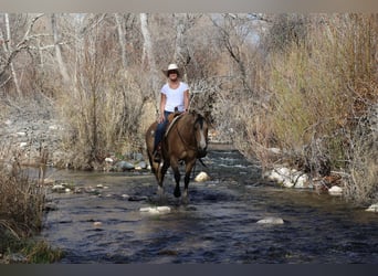 American Quarter Horse, Wallach, 10 Jahre, 152 cm, Buckskin