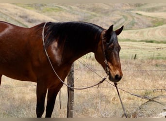 American Quarter Horse, Wallach, 10 Jahre, 152 cm, Buckskin