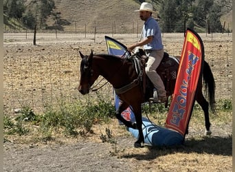 American Quarter Horse, Wallach, 10 Jahre, 152 cm, Buckskin
