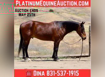 American Quarter Horse, Wallach, 10 Jahre, 152 cm, Buckskin