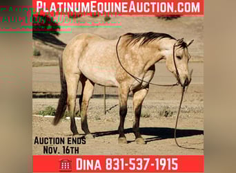 American Quarter Horse, Wallach, 10 Jahre, 152 cm, Buckskin