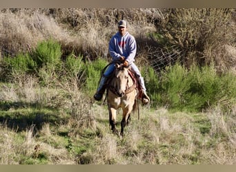 American Quarter Horse, Wallach, 10 Jahre, 152 cm, Buckskin
