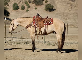 American Quarter Horse, Wallach, 10 Jahre, 152 cm, Buckskin