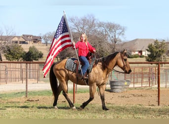 American Quarter Horse, Wallach, 10 Jahre, 152 cm, Buckskin