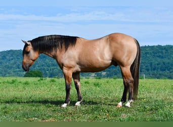 American Quarter Horse, Wallach, 10 Jahre, 152 cm, Buckskin