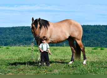 American Quarter Horse, Wallach, 10 Jahre, 152 cm, Buckskin