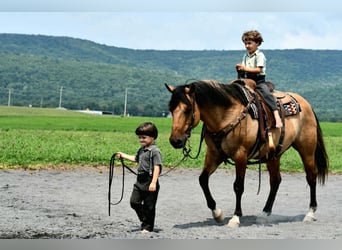 American Quarter Horse, Wallach, 10 Jahre, 152 cm, Buckskin