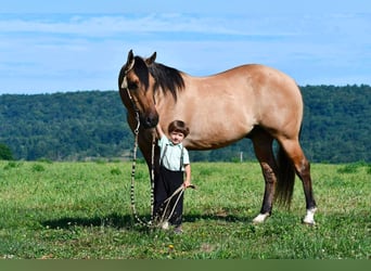 American Quarter Horse, Wallach, 10 Jahre, 152 cm, Buckskin