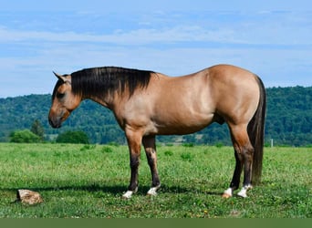 American Quarter Horse, Wallach, 10 Jahre, 152 cm, Buckskin