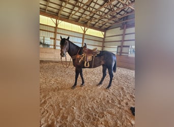American Quarter Horse, Wallach, 10 Jahre, 152 cm, Dunkelbrauner