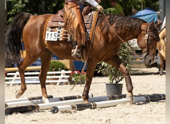 American Quarter Horse, Wallach, 10 Jahre, 152 cm, Dunkelfuchs