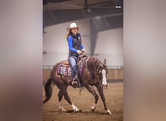 American Quarter Horse, Wallach, 10 Jahre, 152 cm, Dunkelfuchs