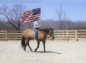 American Quarter Horse, Wallach, 10 Jahre, 152 cm, Falbe