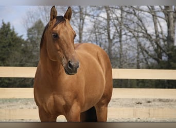 American Quarter Horse, Wallach, 10 Jahre, 152 cm, Falbe