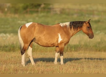 American Quarter Horse, Wallach, 10 Jahre, 152 cm, Falbe