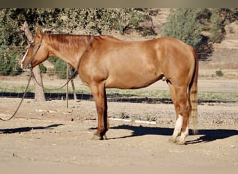 American Quarter Horse, Wallach, 10 Jahre, 152 cm, Falbe